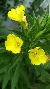 Image result for Oenothera biennis