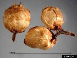 Attēlu rezultāti vaicājumam “Cuscuta europaea fruit”