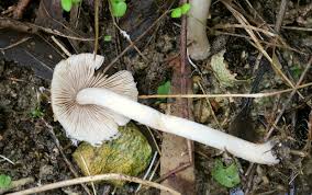 Attēlu rezultāti vaicājumam “Badhamia lilacina young”