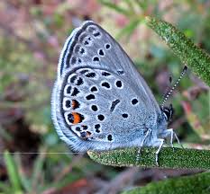 Attēlu rezultāti vaicājumam “Vacciniina optilete”