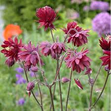 Attēlu rezultāti vaicājumam “Aquilegia vulgaris”