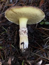 Attēlu rezultāti vaicājumam “Suillus luteus”