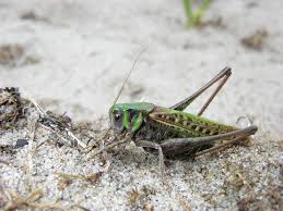 Attēlu rezultāti vaicājumam “Decticus verrucivorus”