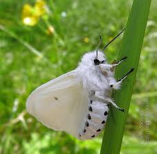 Attēlu rezultāti vaicājumam “Diaphora mendica female”