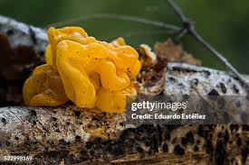 Attēlu rezultāti vaicājumam “Tremella mesenterica”