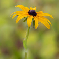 Attēlu rezultāti vaicājumam “Rudbeckia hirta var. hirta flower”