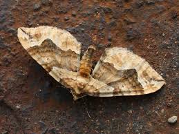 Attēlu rezultāti vaicājumam “Pelurga comitata”