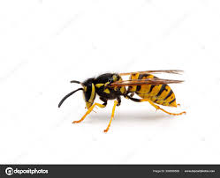 Attēlu rezultāti vaicājumam “Vespula germanica male”