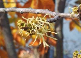 Attēlu rezultāti vaicājumam “Hamamelis virginiana flower”