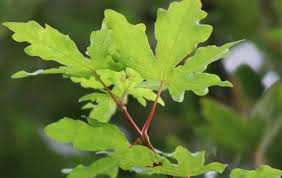 Attēlu rezultāti vaicājumam “Acer campestre leaf”