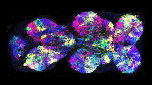 Attēlu rezultāti vaicājumam “Harpanthus flotovianus cells”