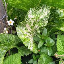 Attēlu rezultāti vaicājumam “Armoracia rusticana bud”