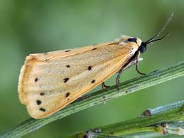 Attēlu rezultāti vaicājumam “Setina irrorella”