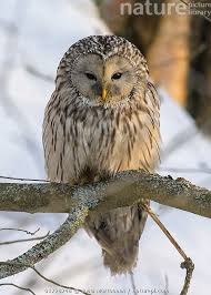 Attēlu rezultāti vaicājumam “Strix uralensis”