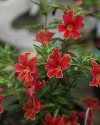 Image result for Mimulus x hybrida
