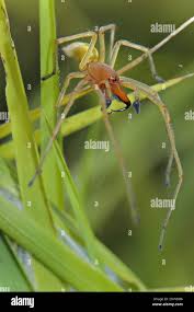 Attēlu rezultāti vaicājumam “Cheiracanthium sp. male”