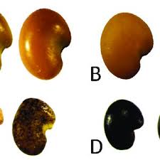 Attēlu rezultāti vaicājumam “Astragalus arenarius fruit”