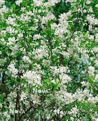 Attēlu rezultāti vaicājumam “Exochorda giraldii var. wilsonii”