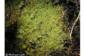 Attēlu rezultāti vaicājumam “Campylium stellatum”