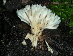 Attēlu rezultāti vaicājumam “Tremellodendropsis tuberosa”