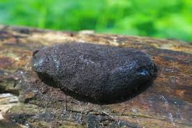 Attēlu rezultāti vaicājumam “Reticularia jurana”