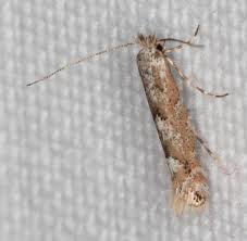 Attēlu rezultāti vaicājumam “Phyllonorycter apparella”