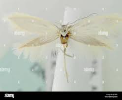 Attēlu rezultāti vaicājumam “Elachistidae”