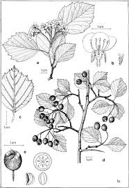 Attēlu rezultāti vaicājumam “Crataegus macracantha flower”
