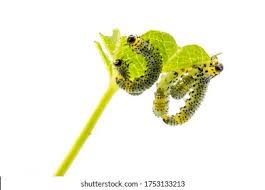 Attēlu rezultāti vaicājumam “Nematus ribesii larva”