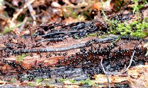 Attēlu rezultāti vaicājumam “Comatricha fragilis spores”