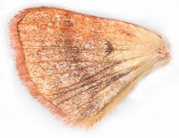 Attēlu rezultāti vaicājumam “Plusia festucae”