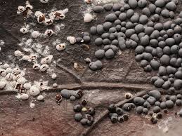 Attēlu rezultāti vaicājumam “Didymium difforme”