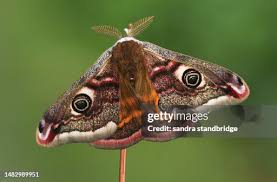 Attēlu rezultāti vaicājumam “Saturnia pavonia”