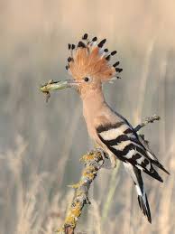 Attēlu rezultāti vaicājumam “Upupa epops adult”