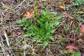 Attēlu rezultāti vaicājumam “Botrychium multifidum”