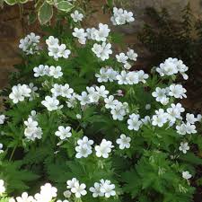 Attēlu rezultāti vaicājumam “Geranium sylvaticum flower”