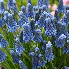 Attēlu rezultāti vaicājumam “Muscari armeniacum flower”