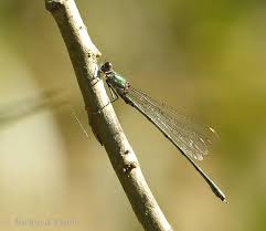 Attēlu rezultāti vaicājumam “Chalcolestes viridis”