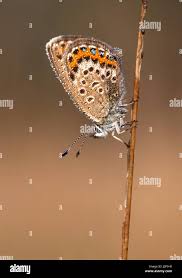 Attēlu rezultāti vaicājumam “Plebejus argus female”