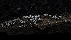 Attēlu rezultāti vaicājumam “Lachnum corticale”