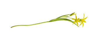 Attēlu rezultāti vaicājumam “Gagea lutea bud”