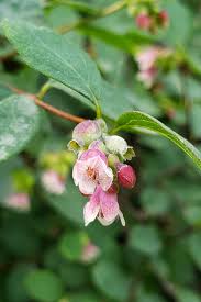 Attēlu rezultāti vaicājumam “Symphoricarpos albus fruit”