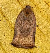 Attēlu rezultāti vaicājumam “Archips podana female”