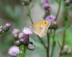 Attēlu rezultāti vaicājumam “Maniola jurtina”