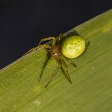 Attēlu rezultāti vaicājumam “Araniella male”