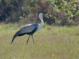 Attēlu rezultāti vaicājumam “Gruiformes”
