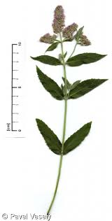 Attēlu rezultāti vaicājumam “Mentha longifolia”