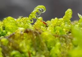 Attēlu rezultāti vaicājumam “Sanionia uncinata”