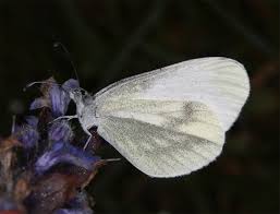 Attēlu rezultāti vaicājumam “Leptidea sinapis”