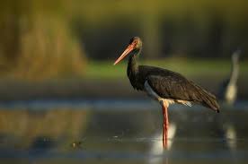 Attēlu rezultāti vaicājumam “Ciconia nigra adult”